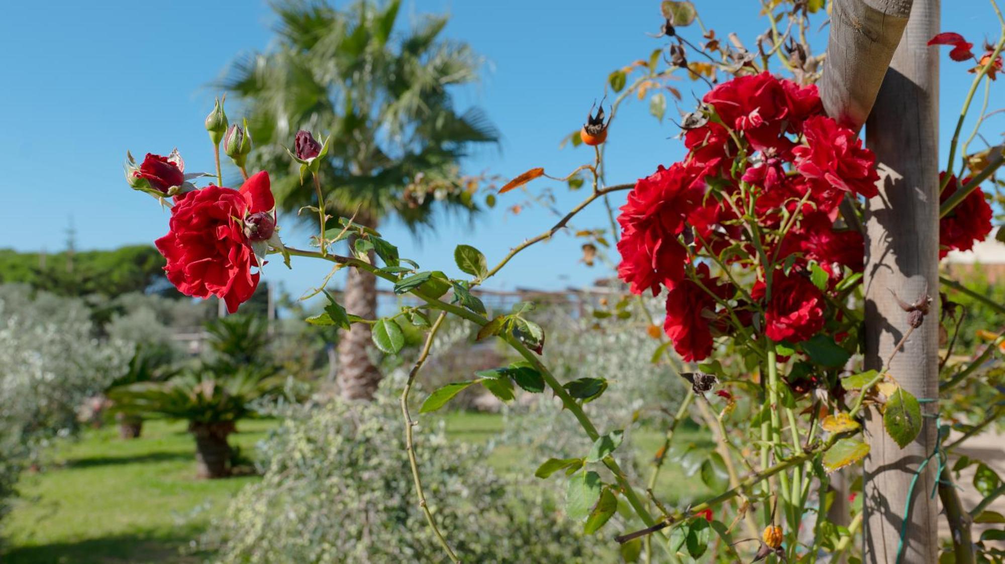 Delle Rose, Hotel & Horse Riding Torre Vado Exterior foto